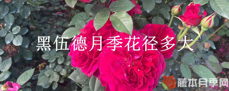 黑伍德月季花徑多大