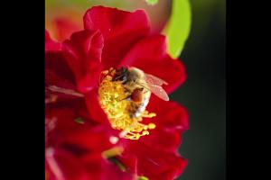 紅色蜜蜂樂園Bienenweide Rot