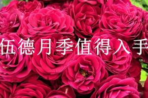 黑伍德月季值得入手嗎