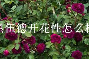 黑伍德開花性怎么樣