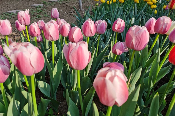 郁金香什么時(shí)候開花(郁金香花期)