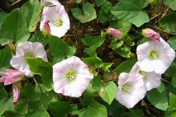 打碗花與牽牛花的區(qū)別有哪些