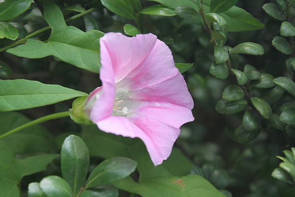 打碗花與牽牛花的區(qū)別有哪些