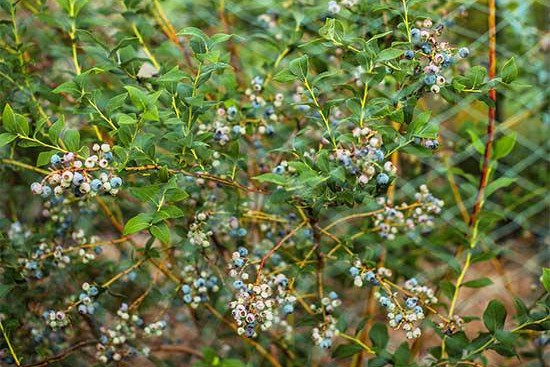 花園里種植水果需要注意些什么？