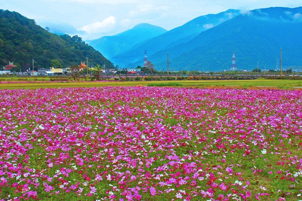 秋英花與格?；ǖ膮^(qū)別有哪些？