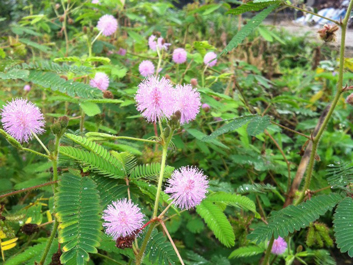 含羞草的六種花語(yǔ)