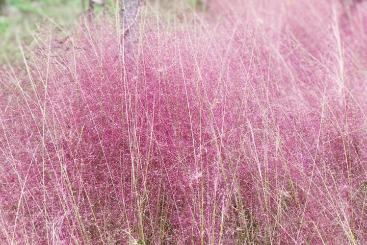 粉黛亂子草花期是幾月，花期能持續(xù)多久