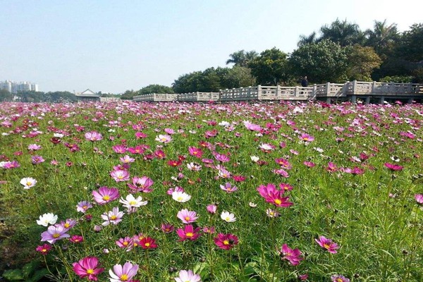 秋英花與格?；ǖ膮^(qū)別有哪些？