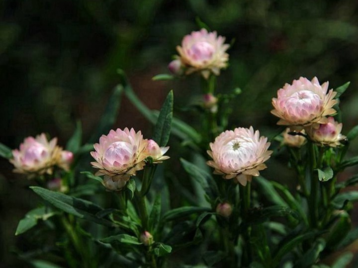 麥桿菊種子的種植方法，是一年生還是多年生