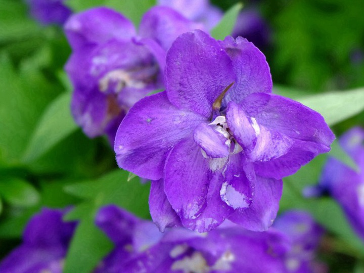 飛燕草的花期、花語(yǔ)和象征寓意