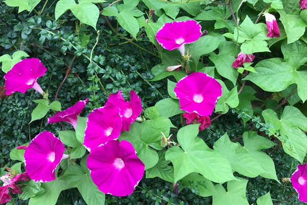 牽牛花什么季節(jié)開花(花期是幾月)