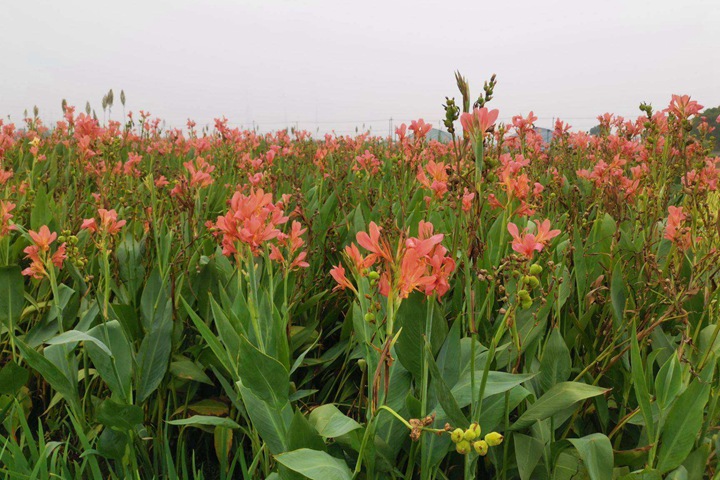 美人蕉什么時(shí)候開(kāi)花，美人蕉花期是幾月份