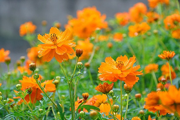 硫華菊什么時候開花,硫華菊花期有多長