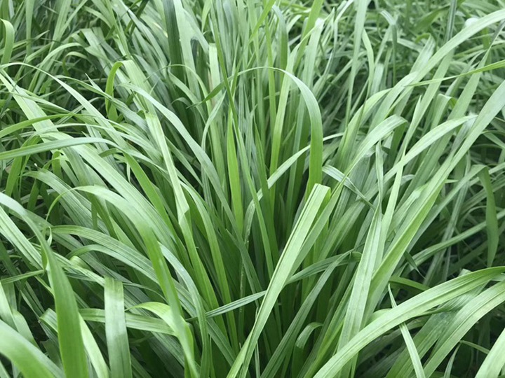 一畝黑麥草能養(yǎng)幾只羊？