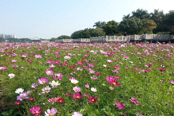 秋英花與格?；ǖ膮^(qū)別有哪些？