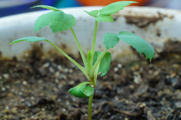 月季花種子怎么種？