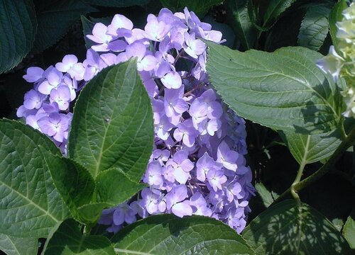 繡球花可以水培養(yǎng)嗎