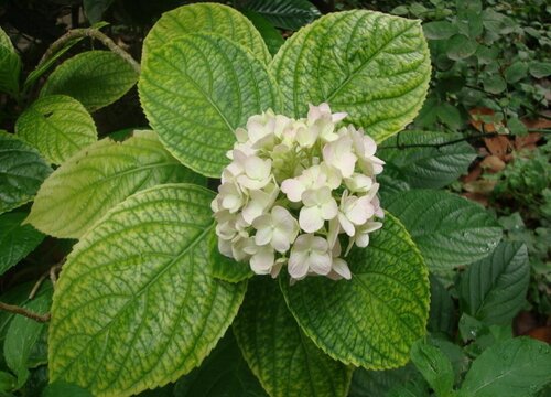 繡球花開完花后如何修剪