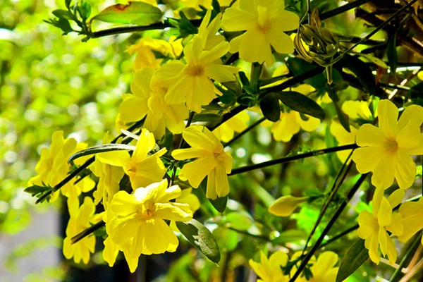 迎春花種植最為簡(jiǎn)單粗暴的方法，沒(méi)有之一！