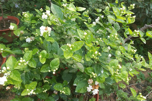 茉莉花的種植步驟詳解