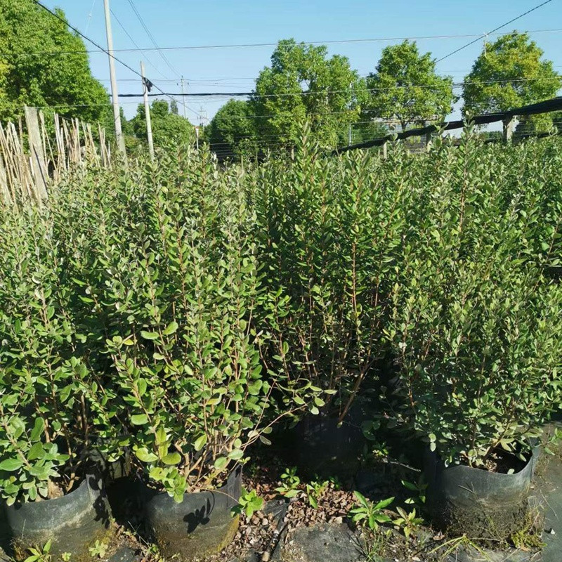 [菲油果]菲油果圖片_花期_哪個品種好吃