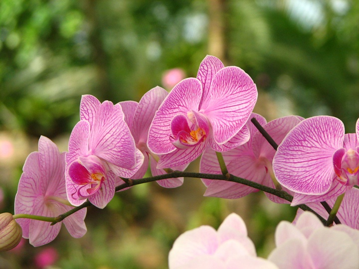 春節(jié)期間開放的十種花卉(過年開的花)