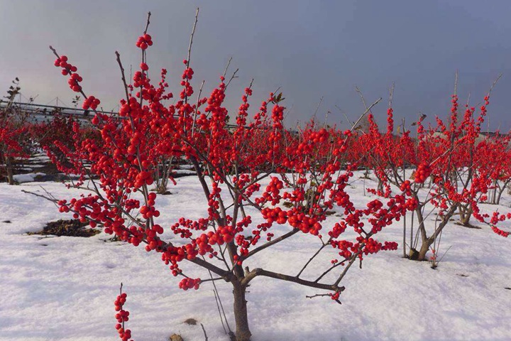 現(xiàn)在種什么花春節(jié)能開(kāi)花