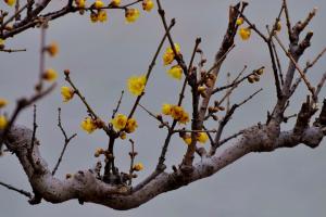 春節(jié)期間開(kāi)放的十種花卉(過(guò)年開(kāi)的花)