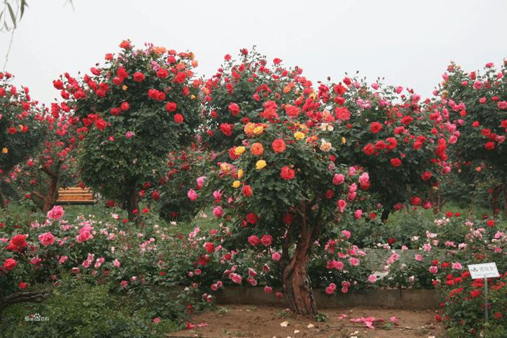 樹狀月季用什么樹樁