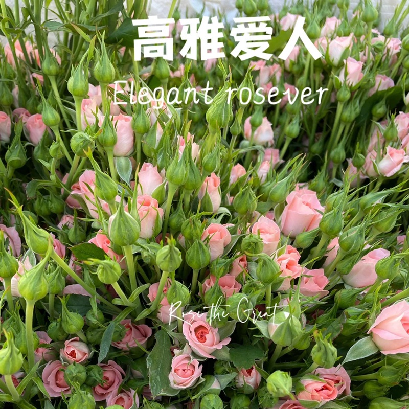 高雅愛人Elegant Rosever