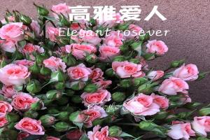 高雅愛人Elegant Rosever