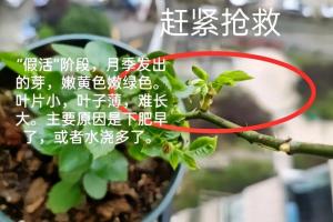 月季假活能維持多長時(shí)間