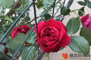 月季花喜歡陽(yáng)光嗎