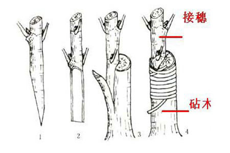 月季嫁接步驟