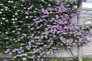 藍(lán)色陰雨一年開幾次花