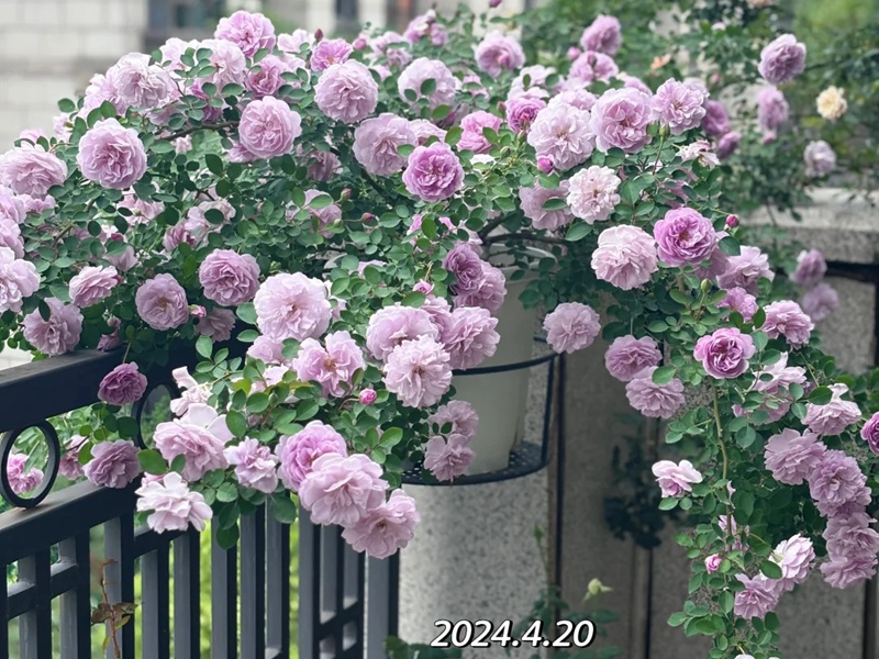 藍色陰雨花語寓意和象征