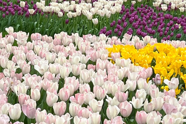 郁金香花期是幾月份，什么時候開花