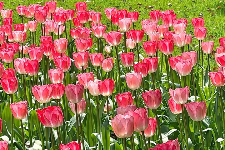 郁金香花期是幾月份，什么時候開花