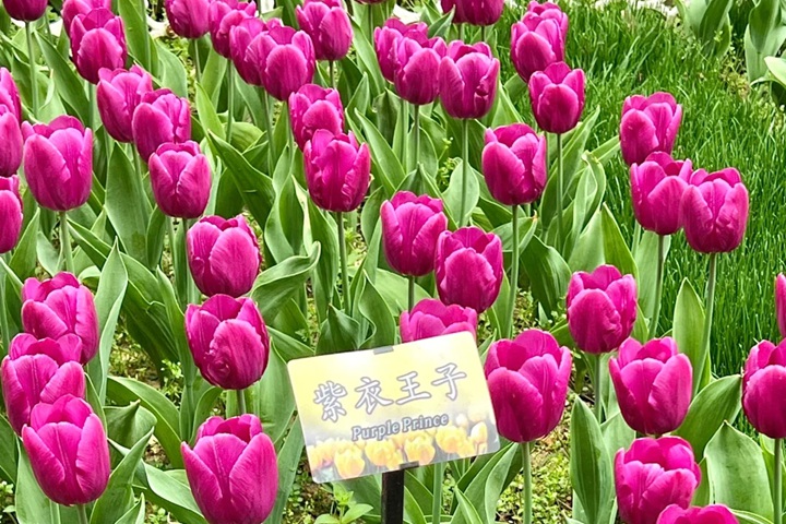 郁金香花期是幾月份，什么時候開花