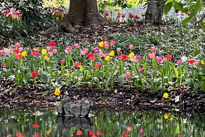 郁金香花期是幾月份，什么時候開花