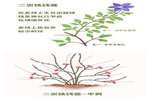 鐵線蓮一類二類三類品種有什么區(qū)別？